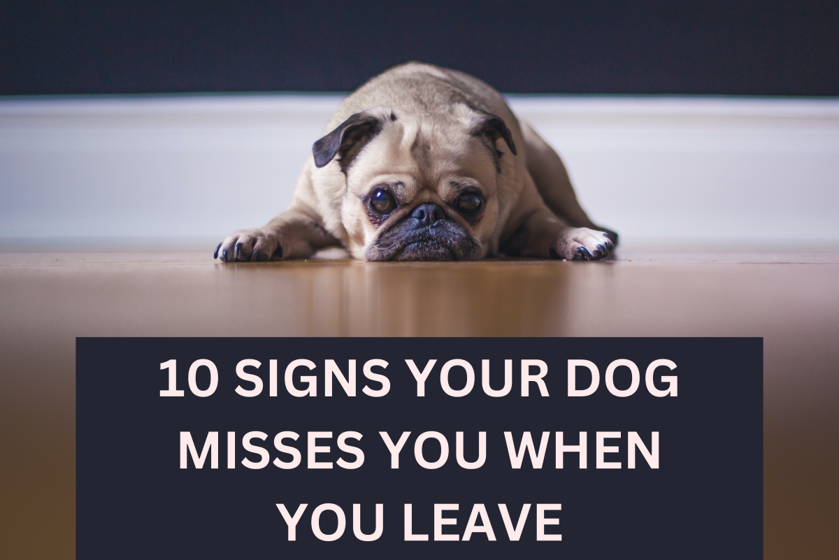 10 Signs Your Dog Misses You When You're Gone