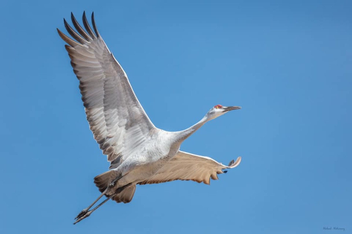 New Mexico's Bernardo Waterfowl Area Is a Vital Habitat for Migratory Birds and Wildlife