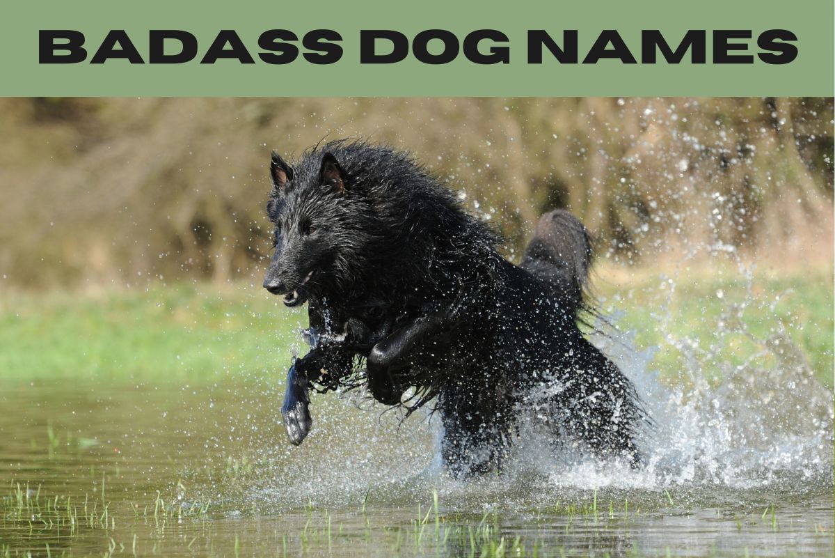 300+ Badass Dog Names (With Definitions) for Your Pup