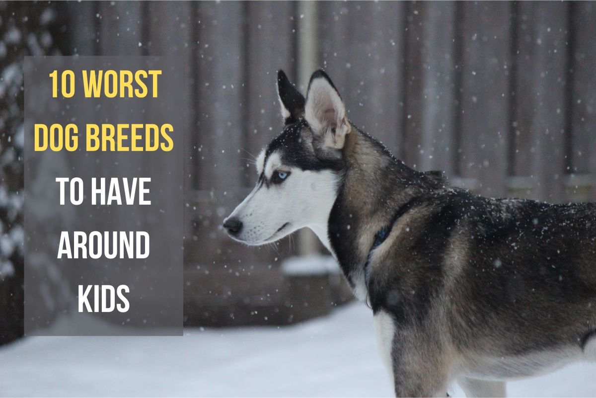 10 Worst Dog Breeds for Kids