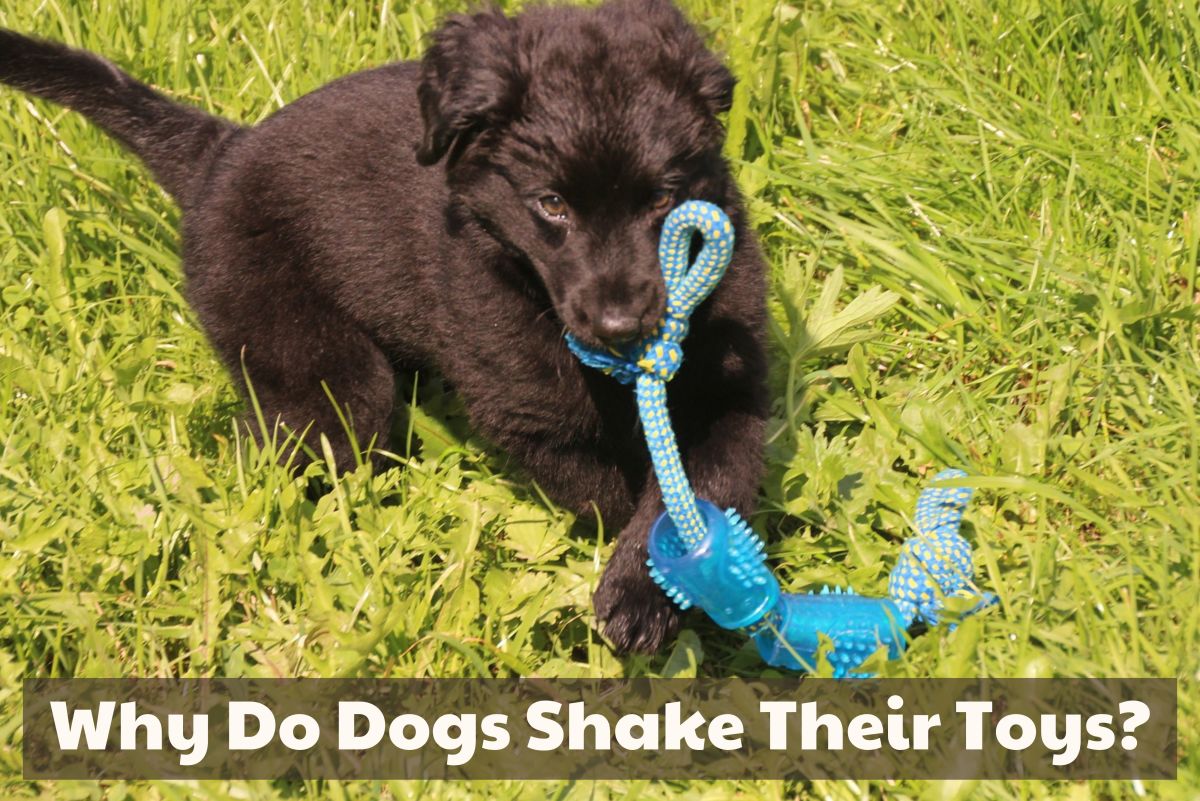 Why Dogs Shake Their Toys: The Underlying Reasons