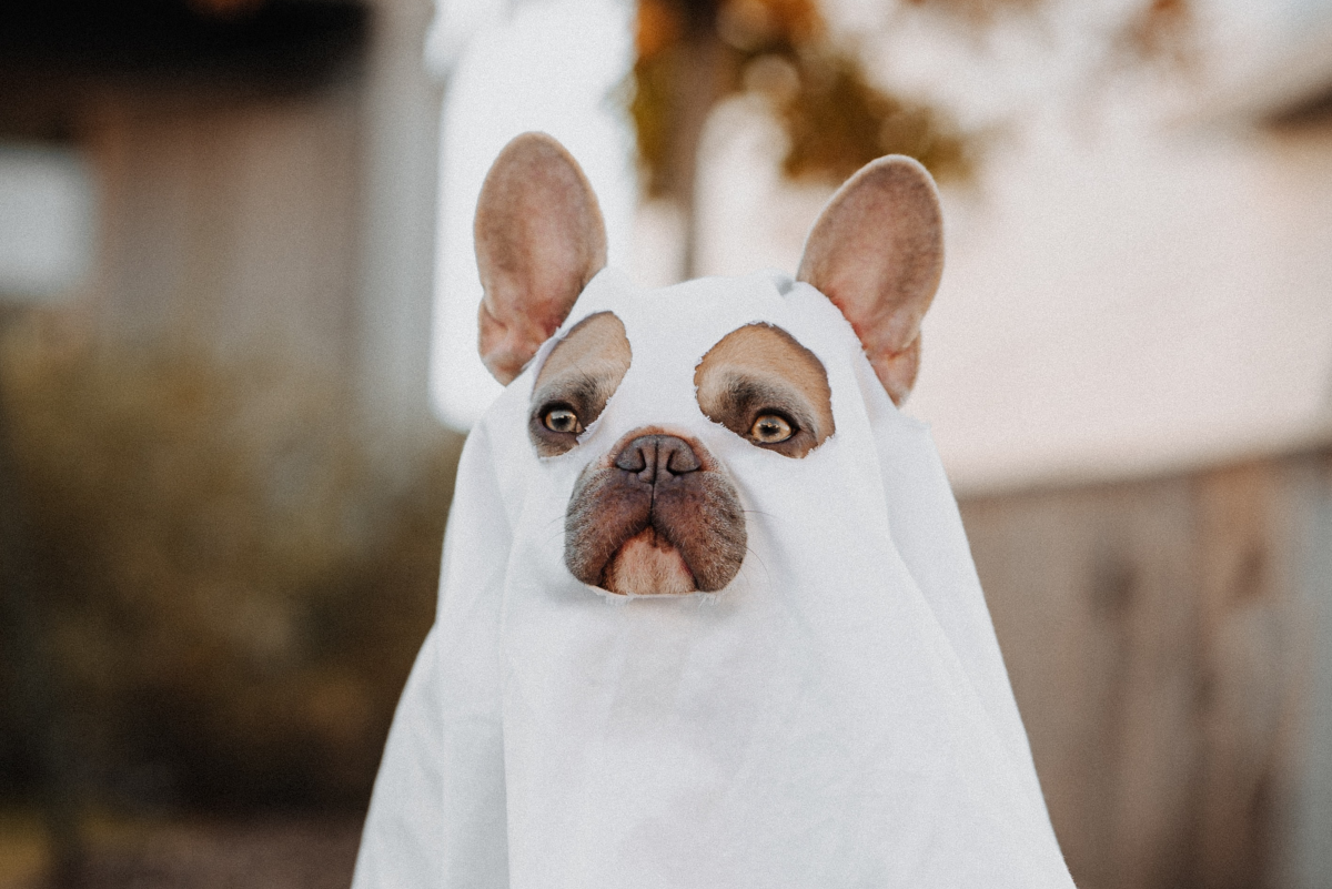 115+ Spooky Halloween Names for Dogs and Cats