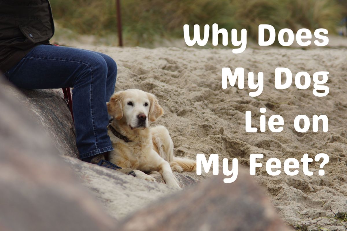 Why Does My Dog Lie on My Feet?