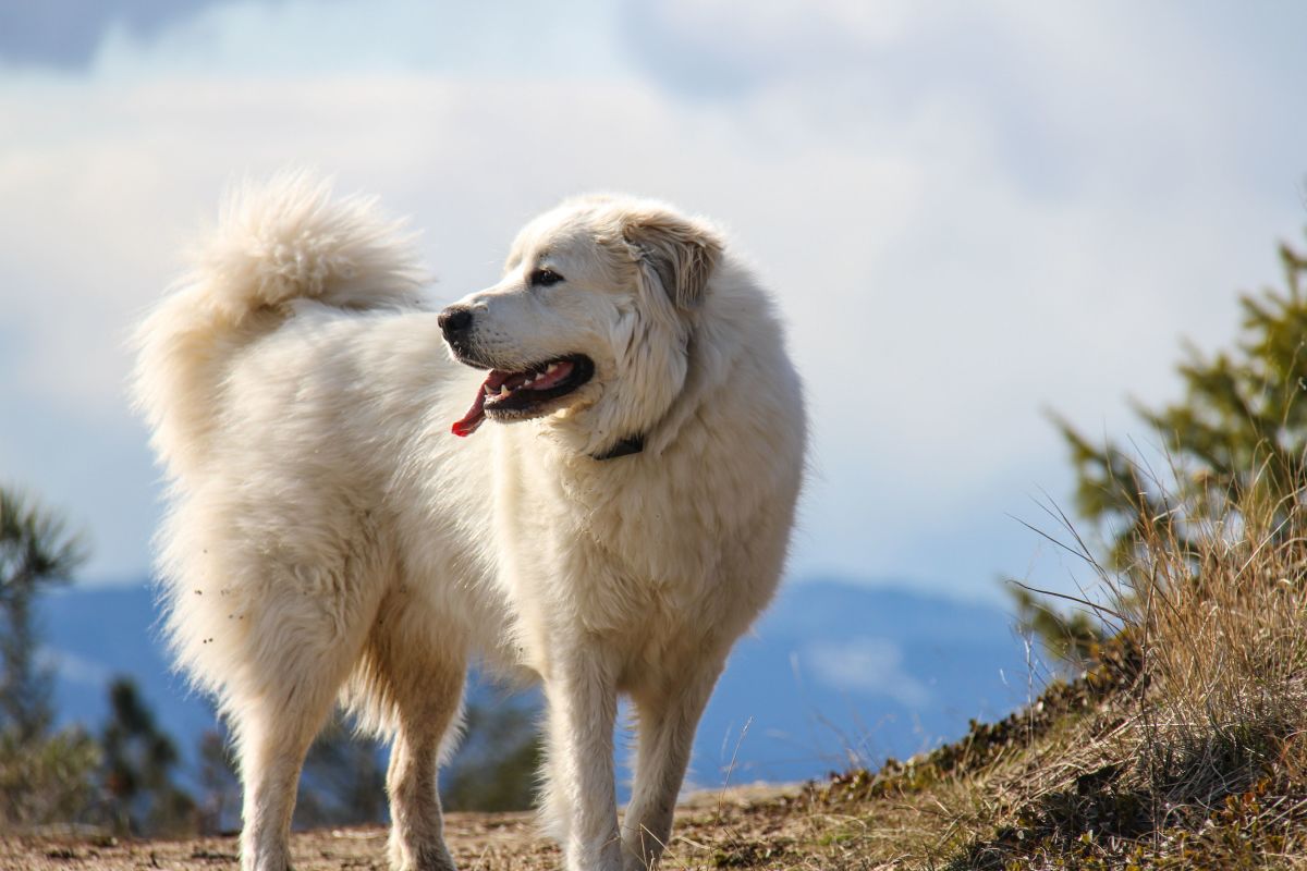 10 of the Biggest Fluffy Dog Breeds