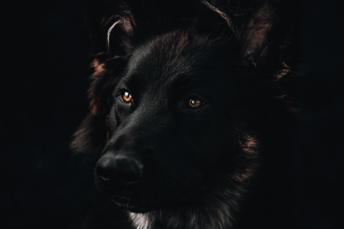 Are German Shepherds Born Black