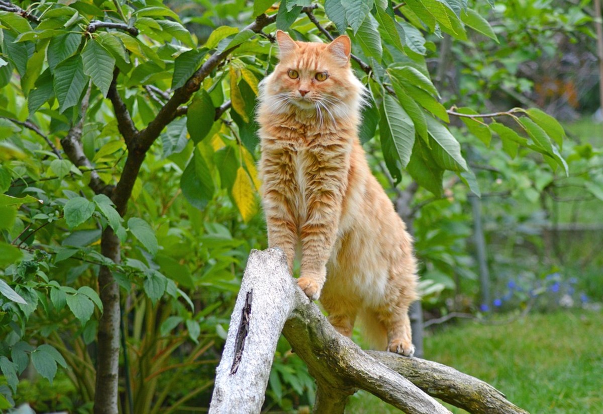 All About the Magnificent Maine Coon PetHelpful