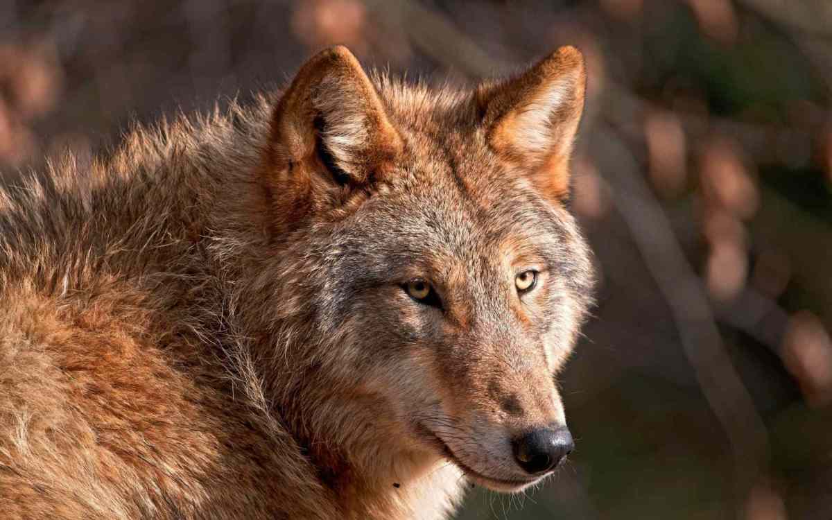 The Red Wolf Remains the Most Critically Endangered Canid on the Planet