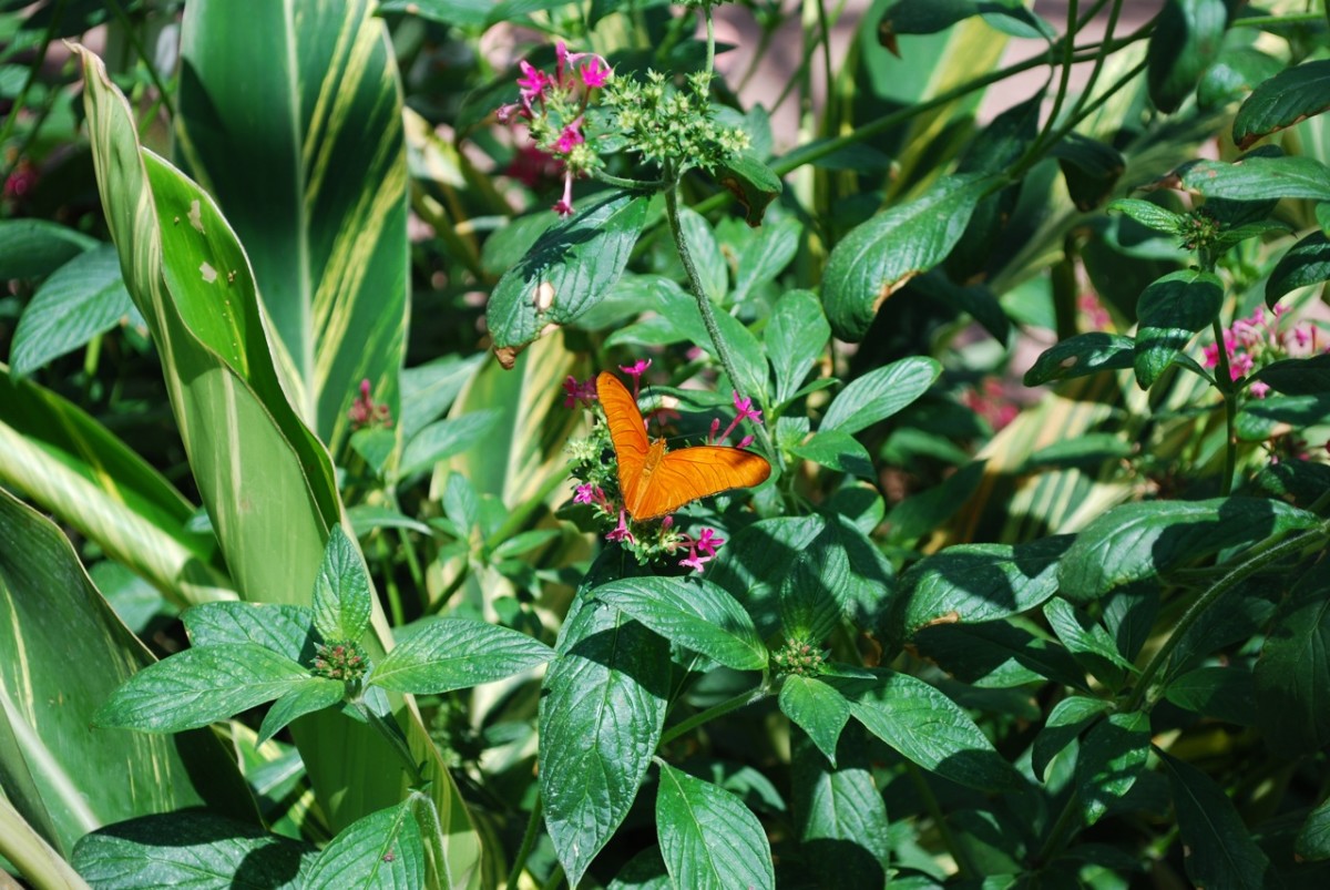 The Toledo Zoo Butterfly Conservation Center - Wanderwisdom