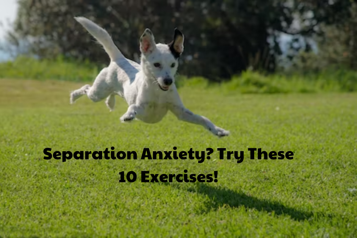 10 Exercises to Prevent Separation Anxiety in Puppies