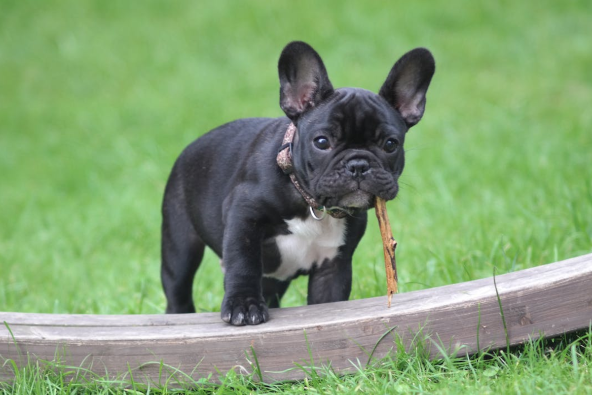 550+ French Bulldog Names (With Definitions)