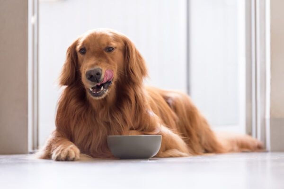 Can Dogs Eat Cinnamon? HubPages