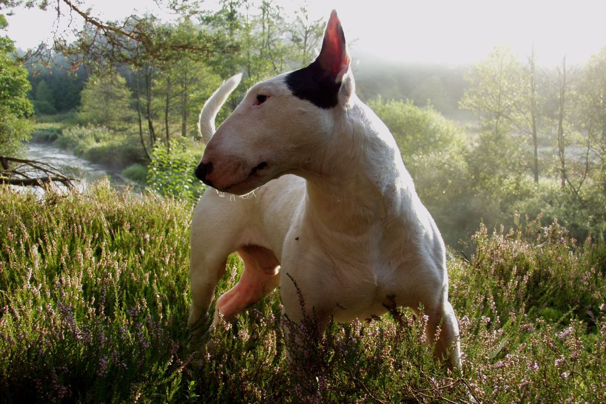 Bull Terrier Show Craft: Good Head Points