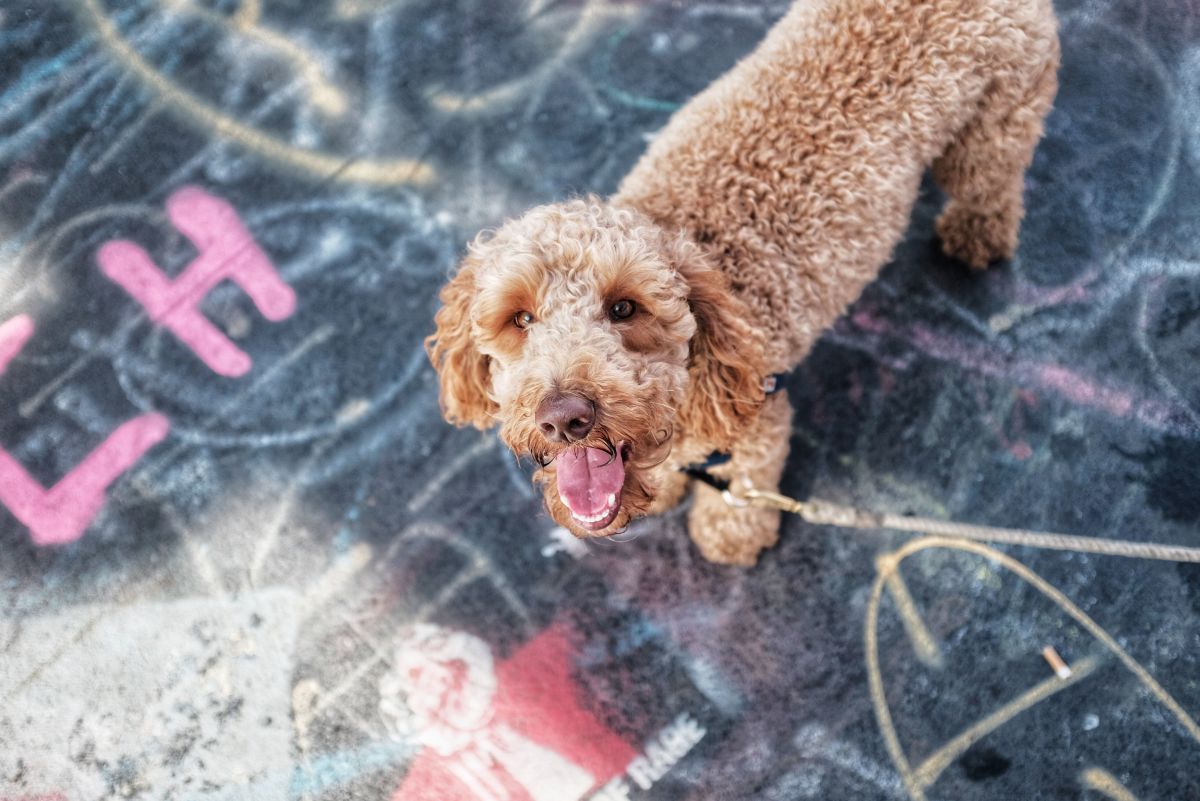 5 Types of Doodle Dogs: The Pros and Cons of Each Breed