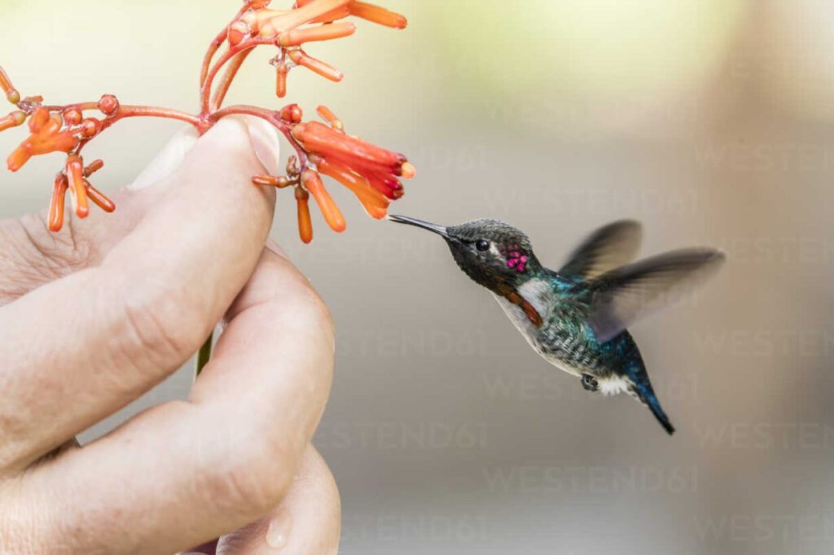 Zunzuncito Hummingbird Is the Smallest Hummingbird in the World and Endemic to Cuba
