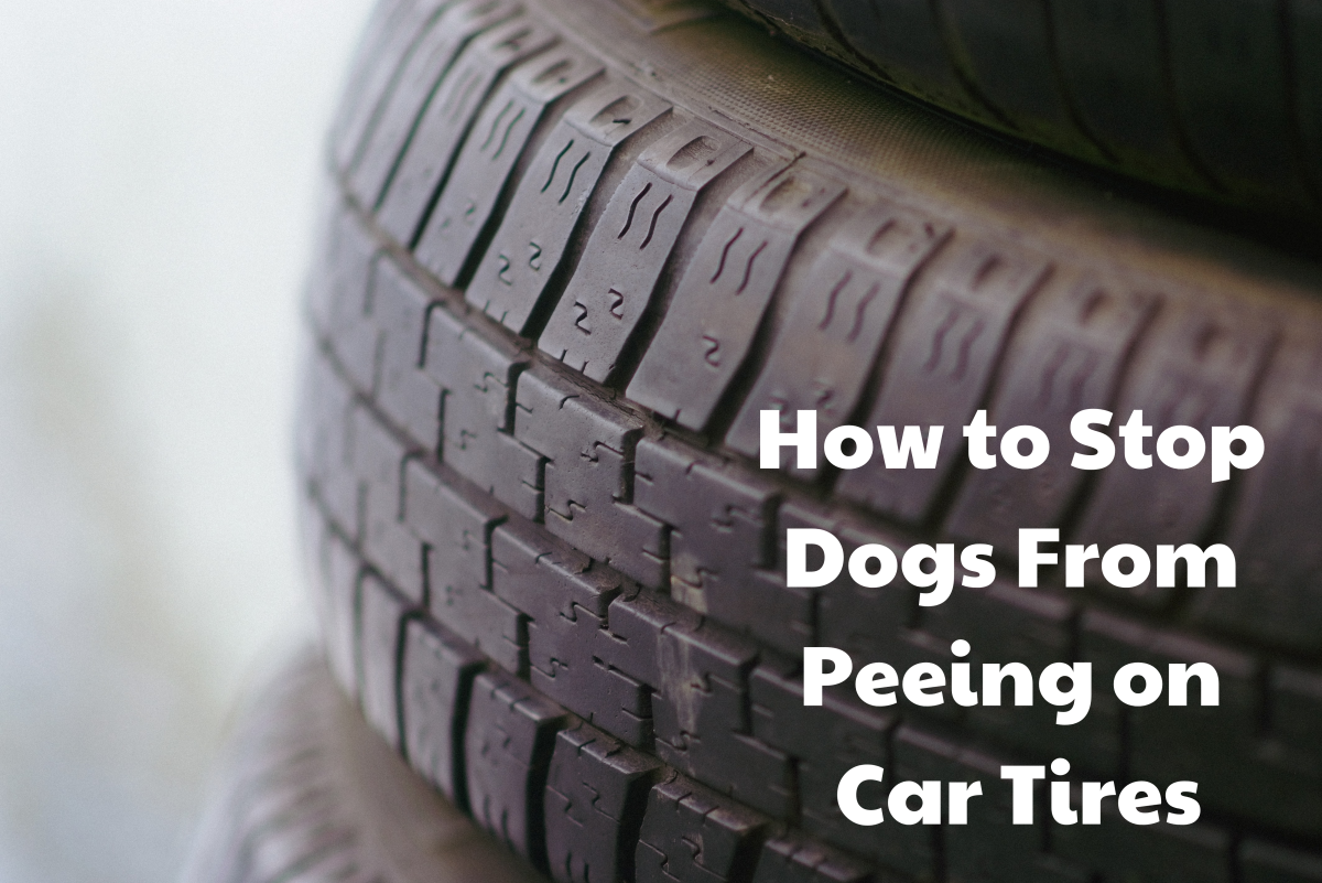 Why Does My Dog Pee on My Car's Tires?