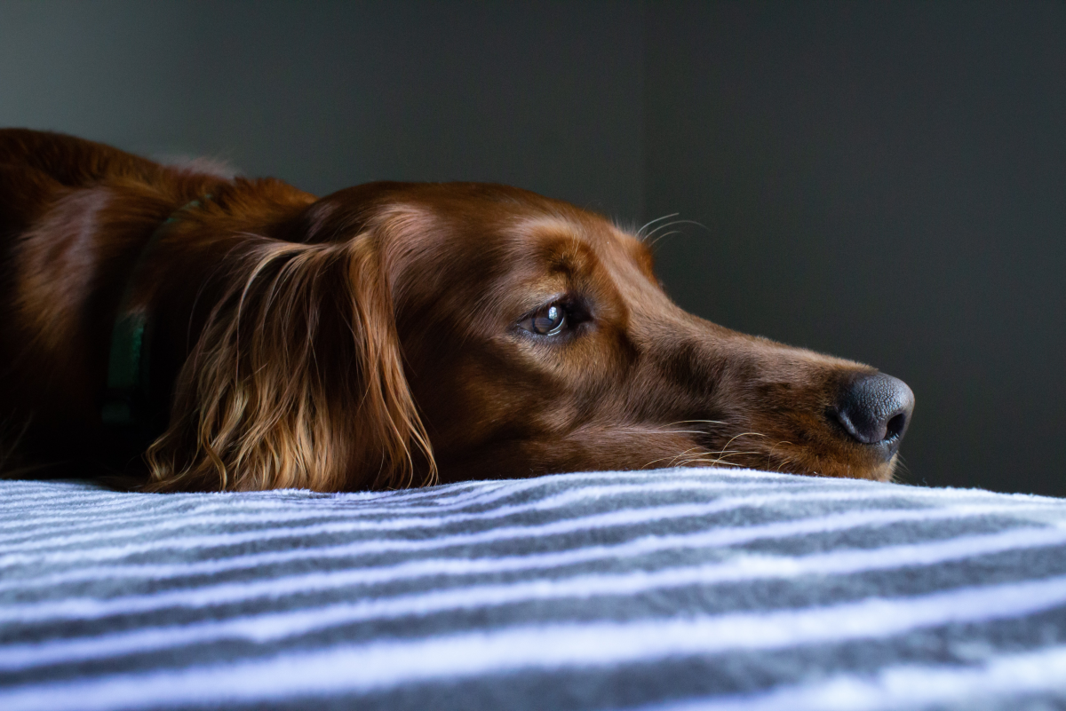 How to Calm an Anxious or Stressed Dog