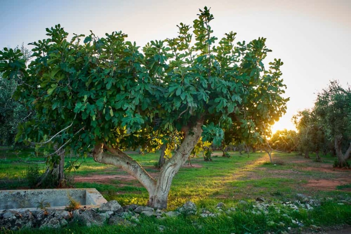 A Step-by-Step Guide to Planting and Growing Fig Trees