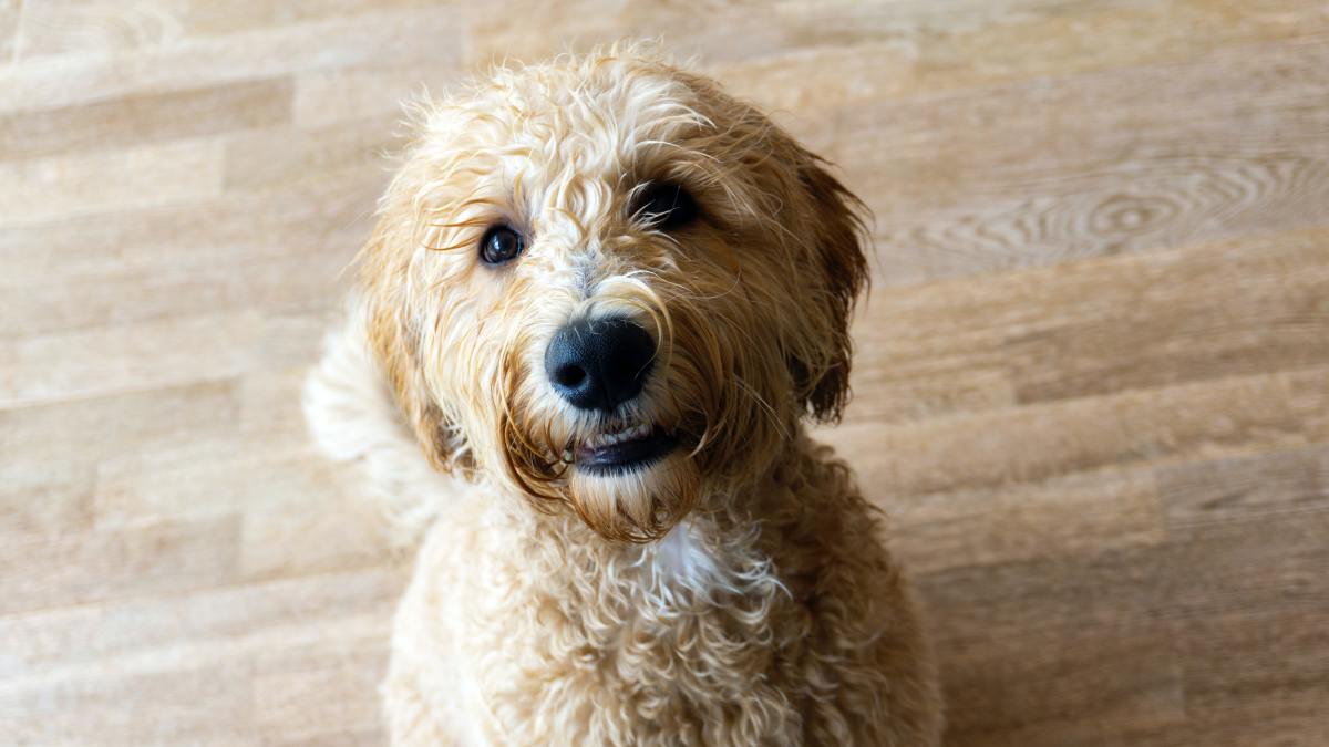 200+ Awesome Names for Labradoodles
