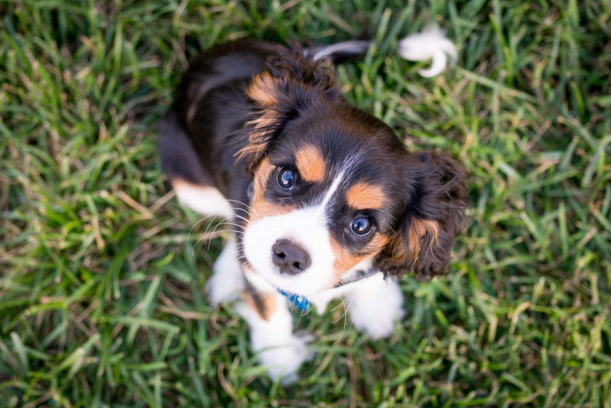 Why Are Small Dogs Harder to Potty Train?