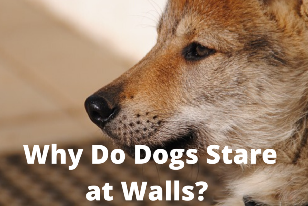 Why Do Dogs Stare at Walls?