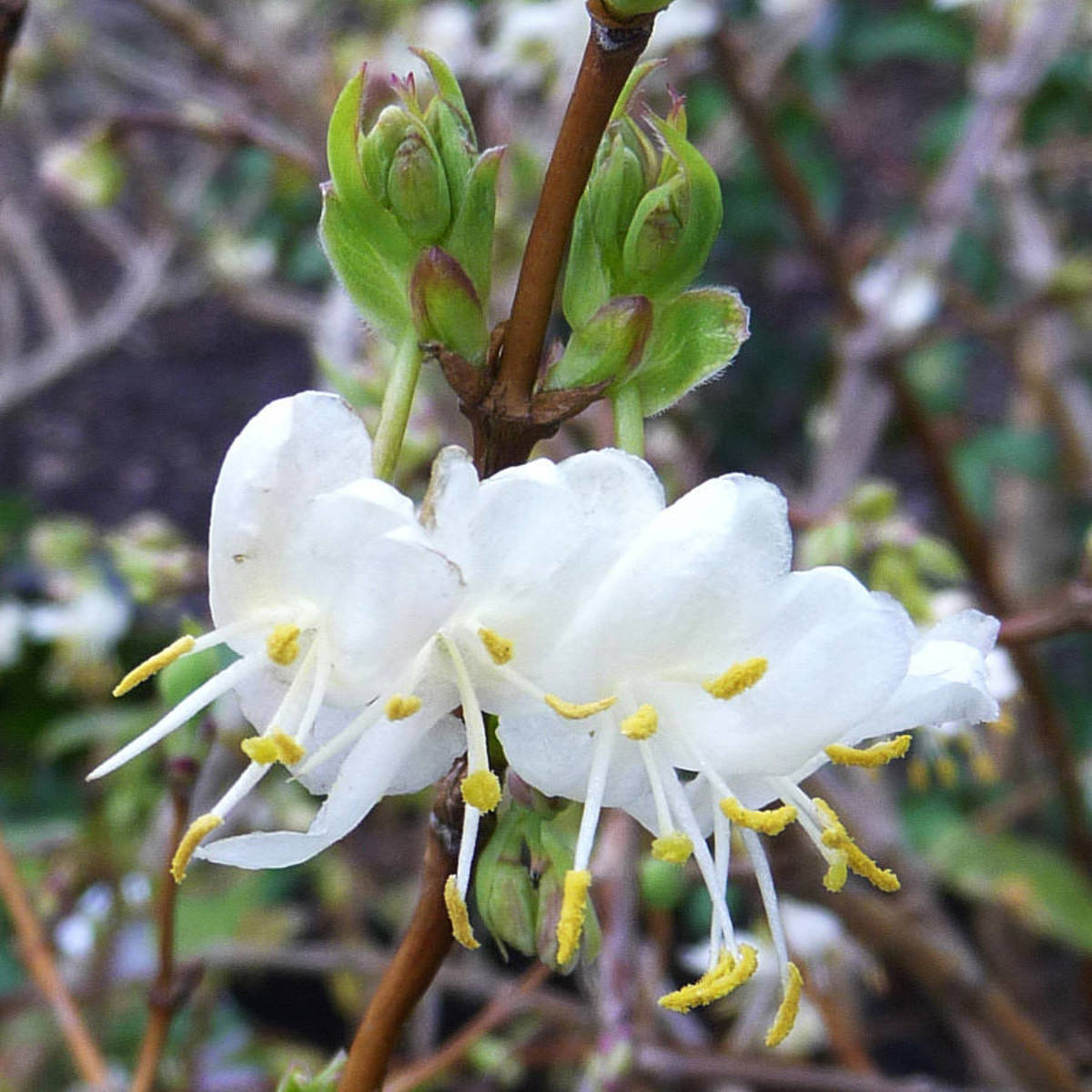 Bringing Sweet Aroma to Winter: Discover the Beauty of Winter Honeysuckle