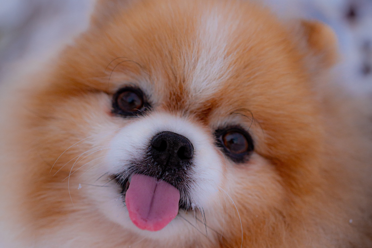 Toys and Teacups: The 7 Best Miniature Dog Breeds