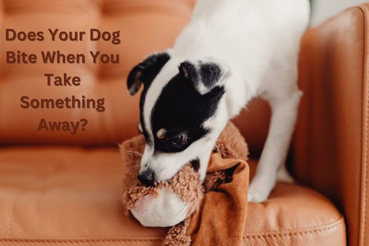 How to Stop a Dog From Biting When Taking Something Away