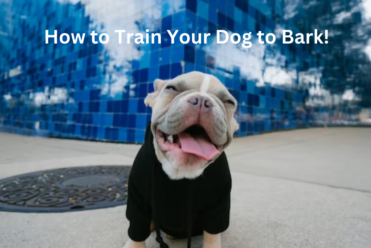 How to Train a Dog to Bark on Command or 
