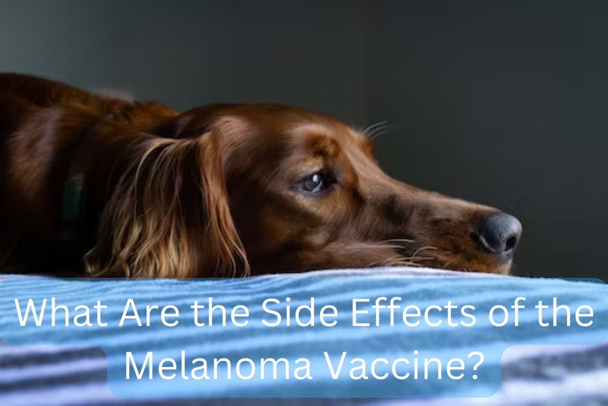 Dog Owners Beware: Side Effects in the Melanoma Vaccine