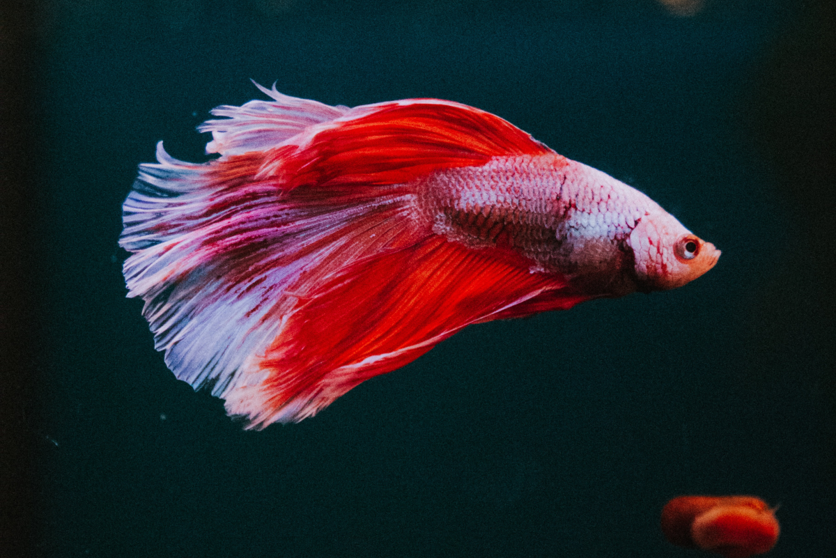 Do Betta Fish Need a Heater and Filter in Their Tank?