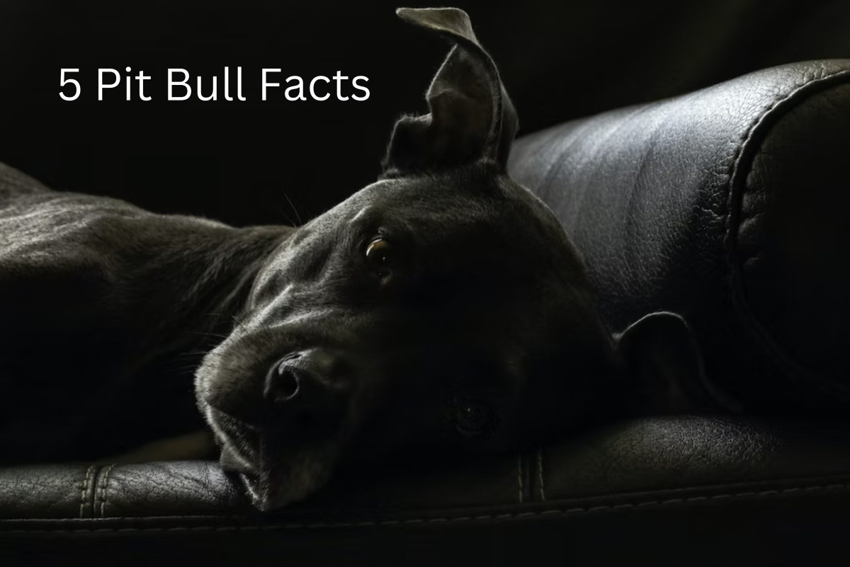 What You Should Really Know About Pit Bulls