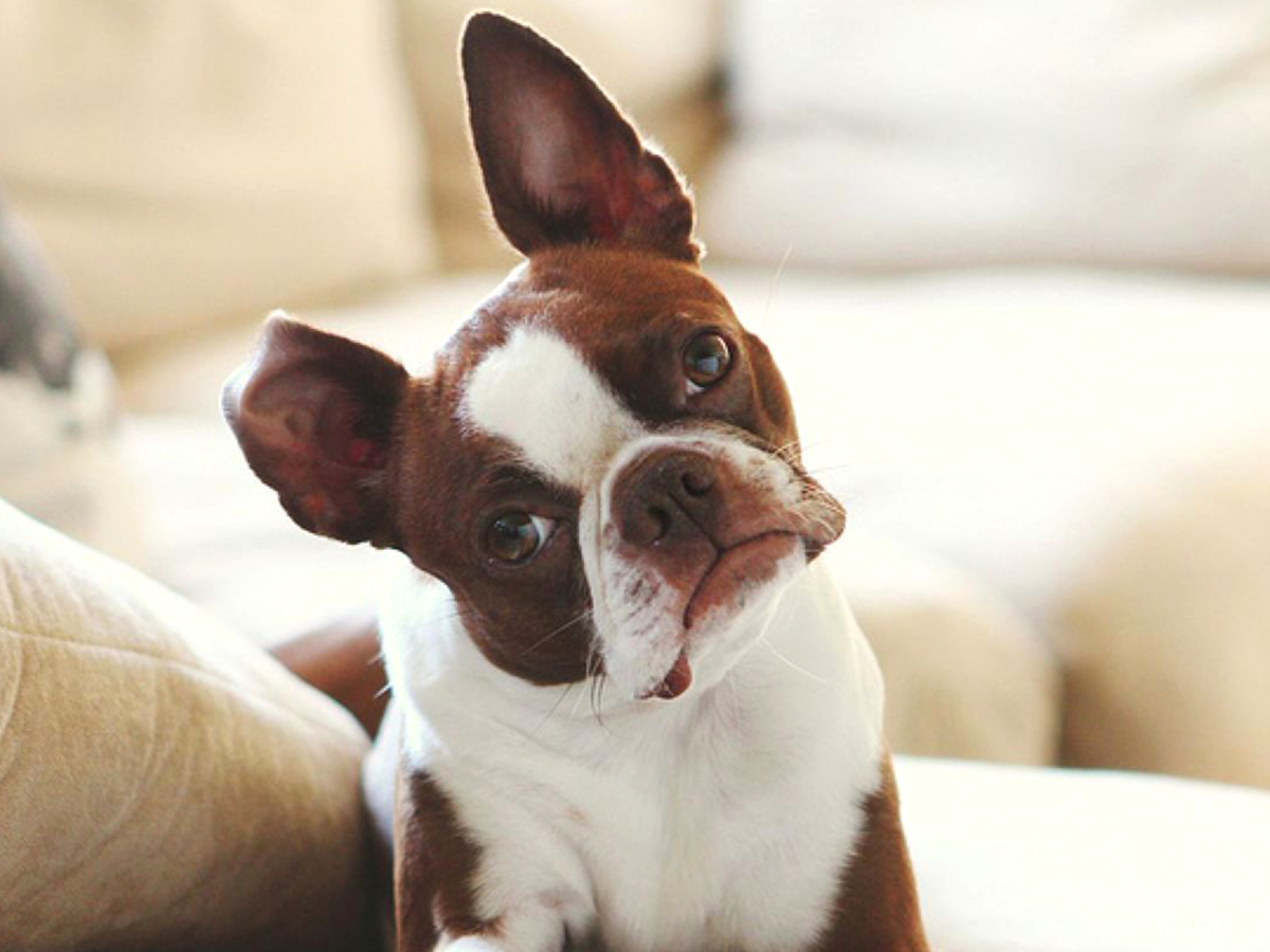 Decoding Reasons Why Your Dog Stares At You