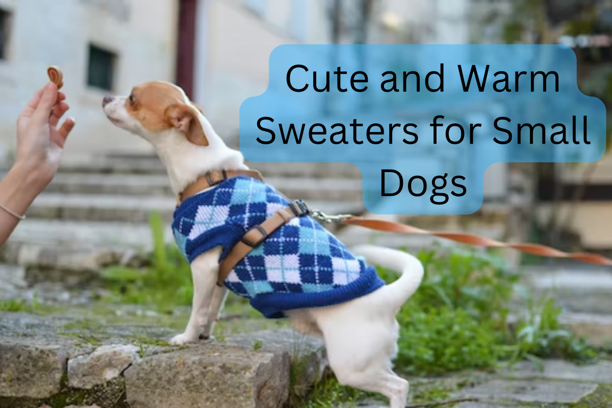 Warm Dog Sweaters for Your Chinese-Crested or Toy Breed