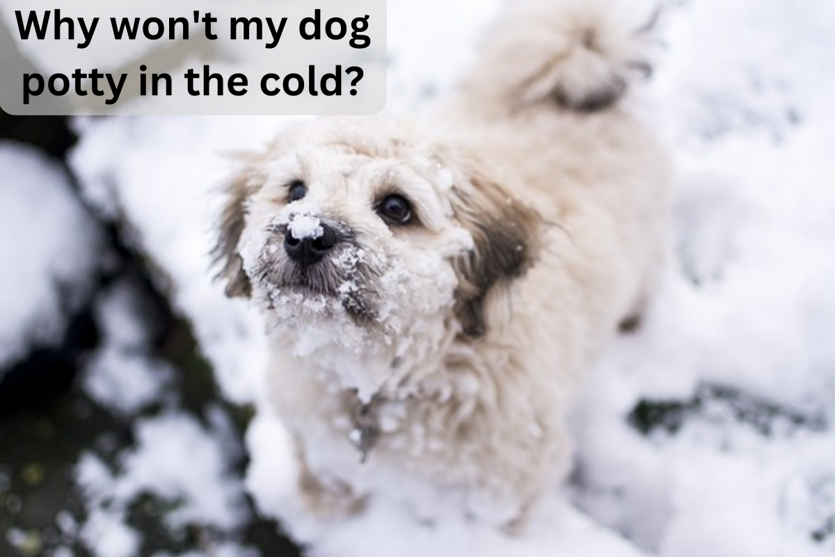 Help! My Dog Won't Potty When It's Cold Outside - PetHelpful