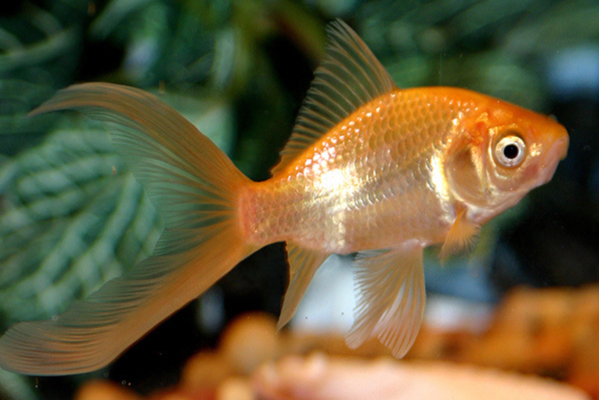 Goldfish vs. Betta Fish: Care, Differences, and Which Is Better