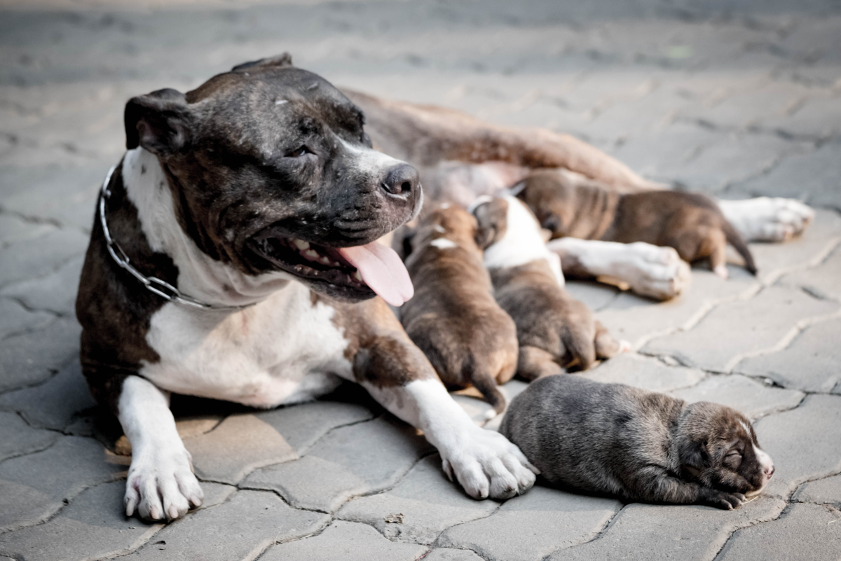 Is There a Morning-After Pill for Dogs to Stop Pregnancy? - PetHelpful