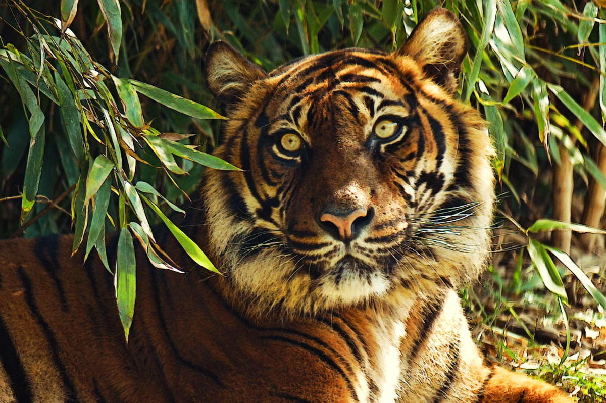 Sumatran Tiger: Life & Behaviors