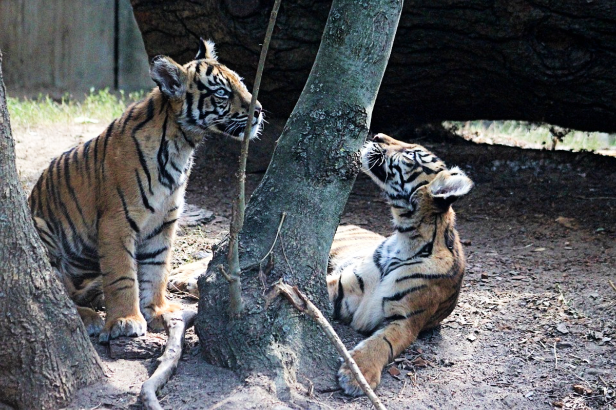 Sumatran Tiger: Life & Behaviors - HubPages