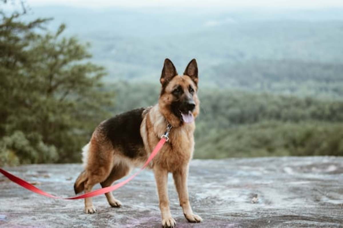 How to Rescue a German Shepherd Dog