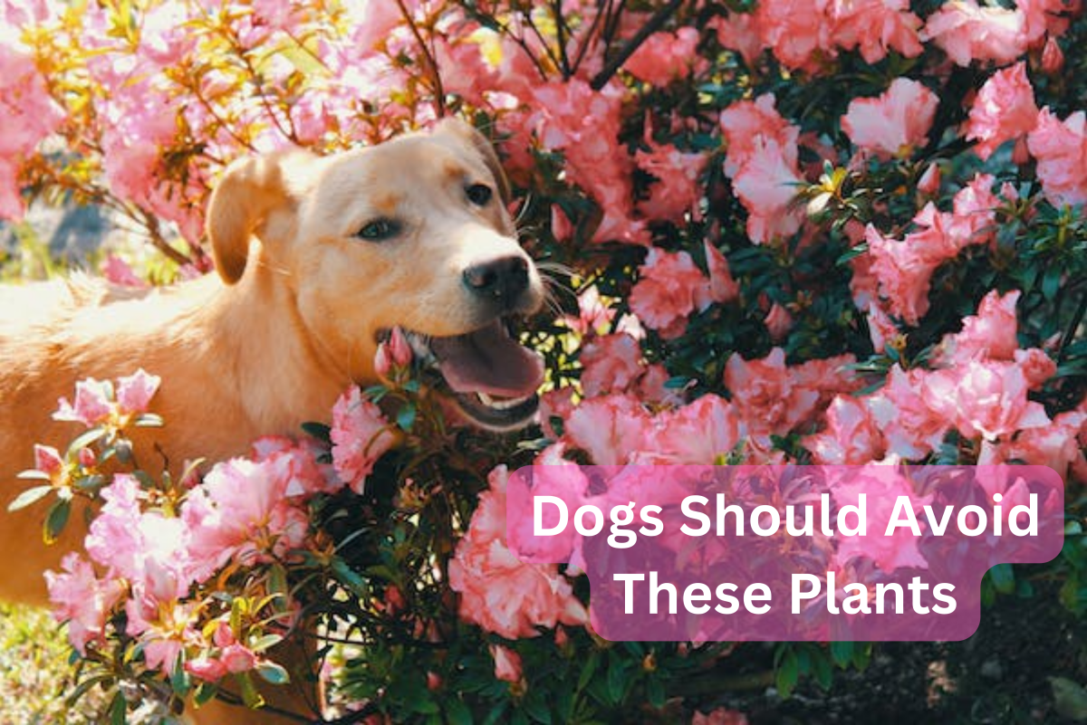 8 Common Houseplants That Are Poisonous to Dogs