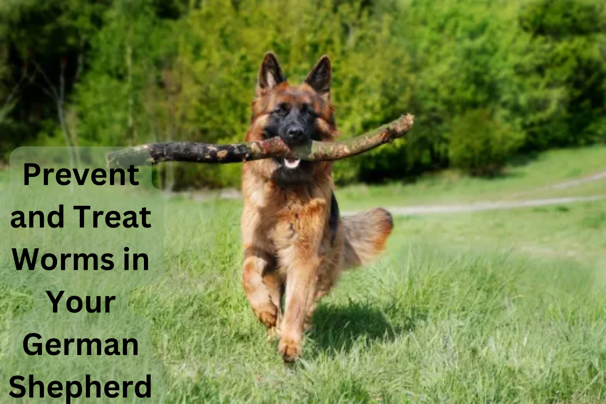 Preventing and Remedying Worms in German Shepherds