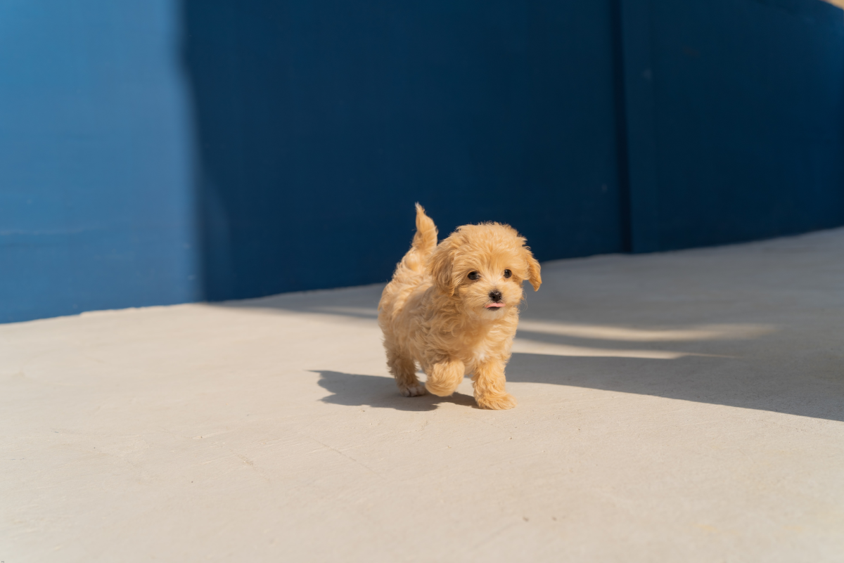 Puppy Life Stages: From Birth to Adulthood