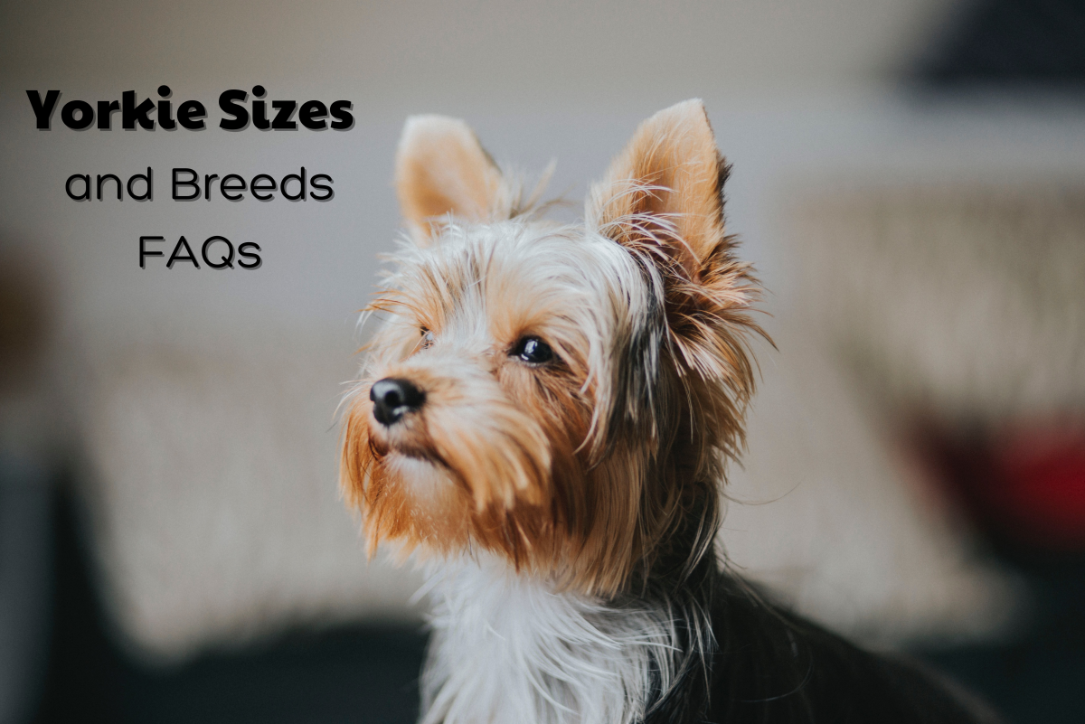 Yorkie Sizes: Giant, Standard, and Teacup Yorkshire Terriers