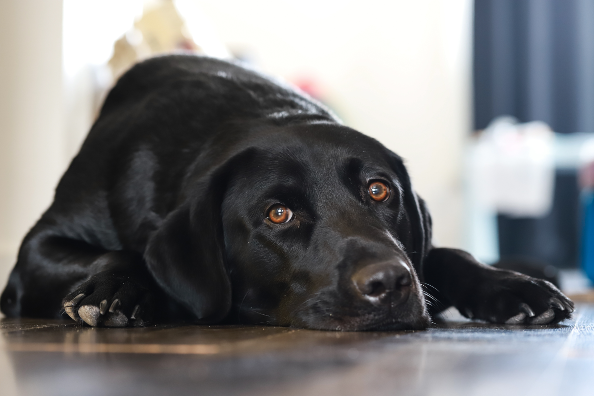 Can Spaying Cause Depression In Dogs PetHelpful