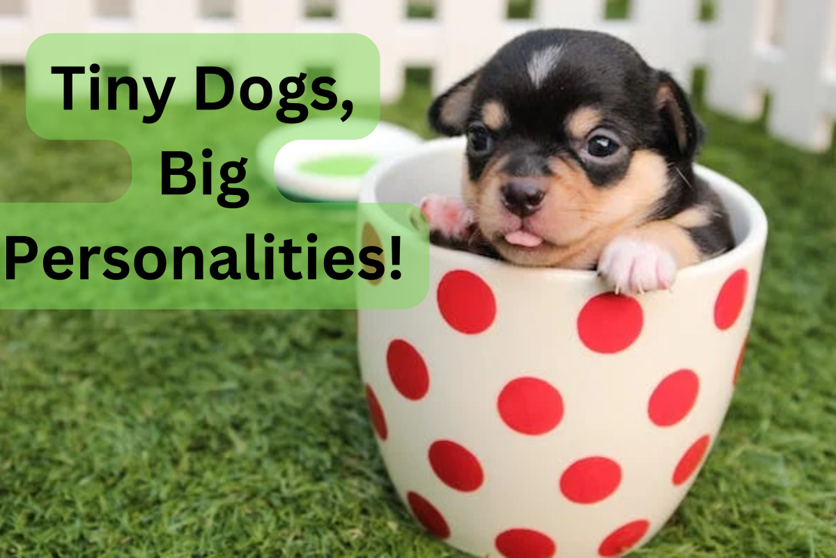 360+ Cute Small Dog Names for Girl and Boy Dogs (With Meanings)