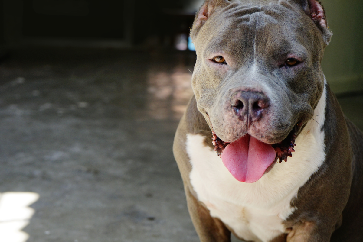 10 Dog Breeds Most Commonly Mistaken for Pit Bulls - PetHelpful