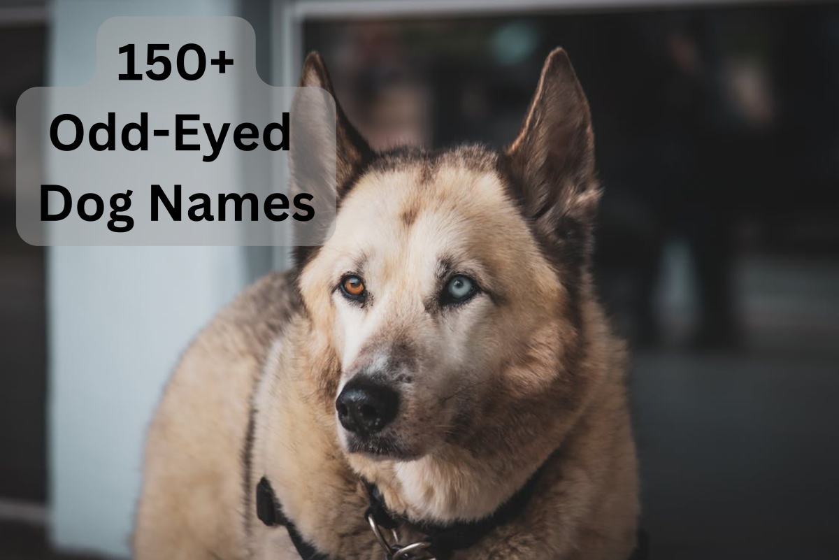 150+ Names for Dogs With Different Colored Eyes (Heterochromia)