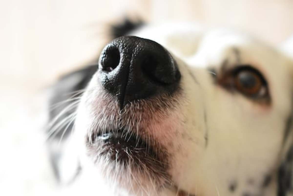 30 Mind-Blowing Facts About Dog Noses You Probably Didn't Know