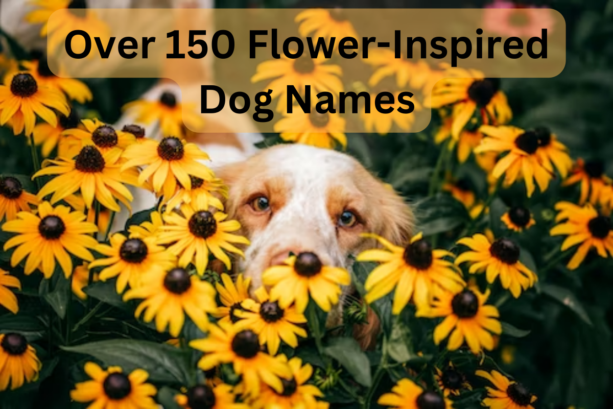 150+ Beautiful and Uncommon Flower Names for Dogs