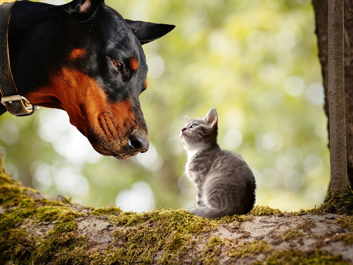 Let's Compare Who's Smarter: Cats or Dogs